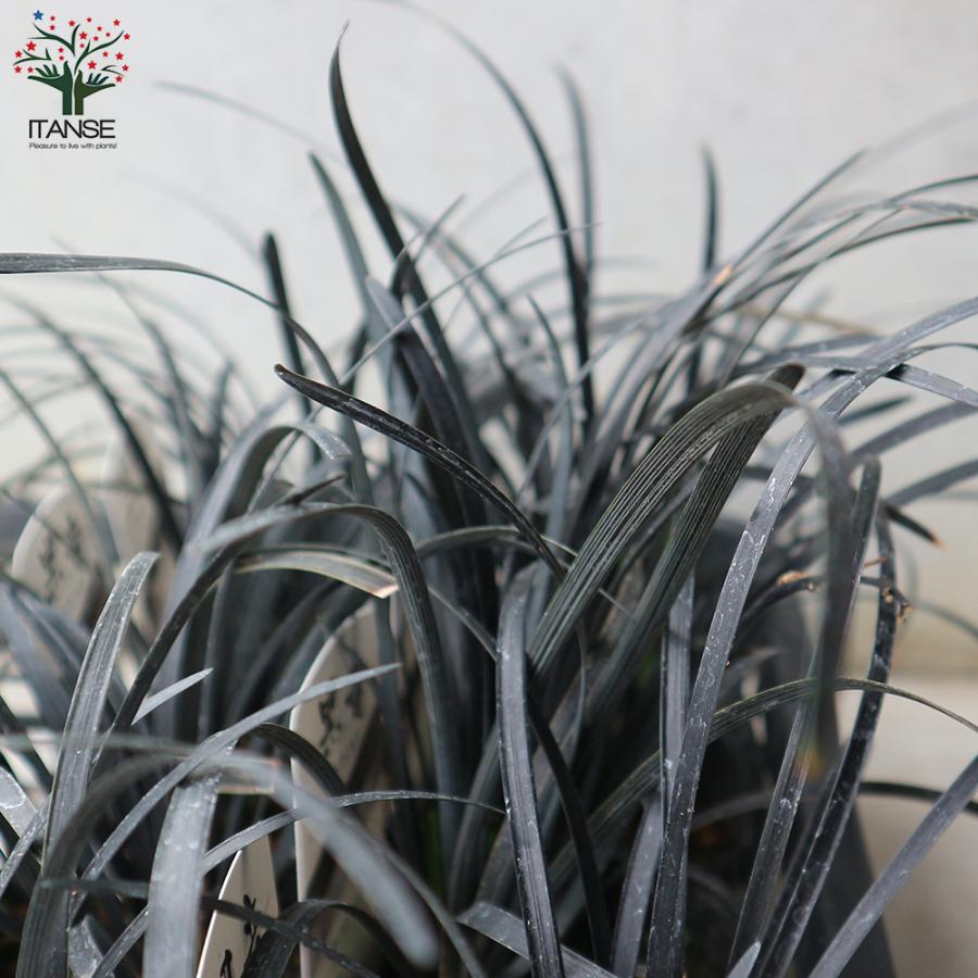 ぴかん様用 購入済みです。 龍の髭 黒龍 2株1ポット 2－2-(1) 抜き苗