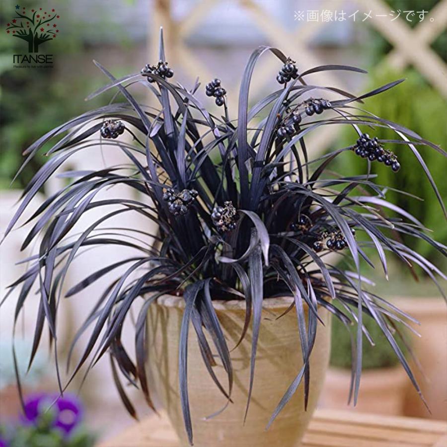 ぴかん様　購入済みです。龍の髭　黒龍　２株で付いて１株です。　抜き苗　2-(6) ぴかん様用 購入済みです。 龍の髭 黒龍 2株1ポット 2－2-(1) 抜き苗