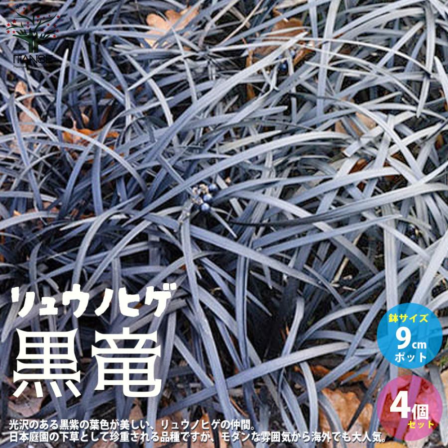 ITANSE 黒竜(コクリュウ) 竜の髭 花苗 カラーリーフ 9cmポット