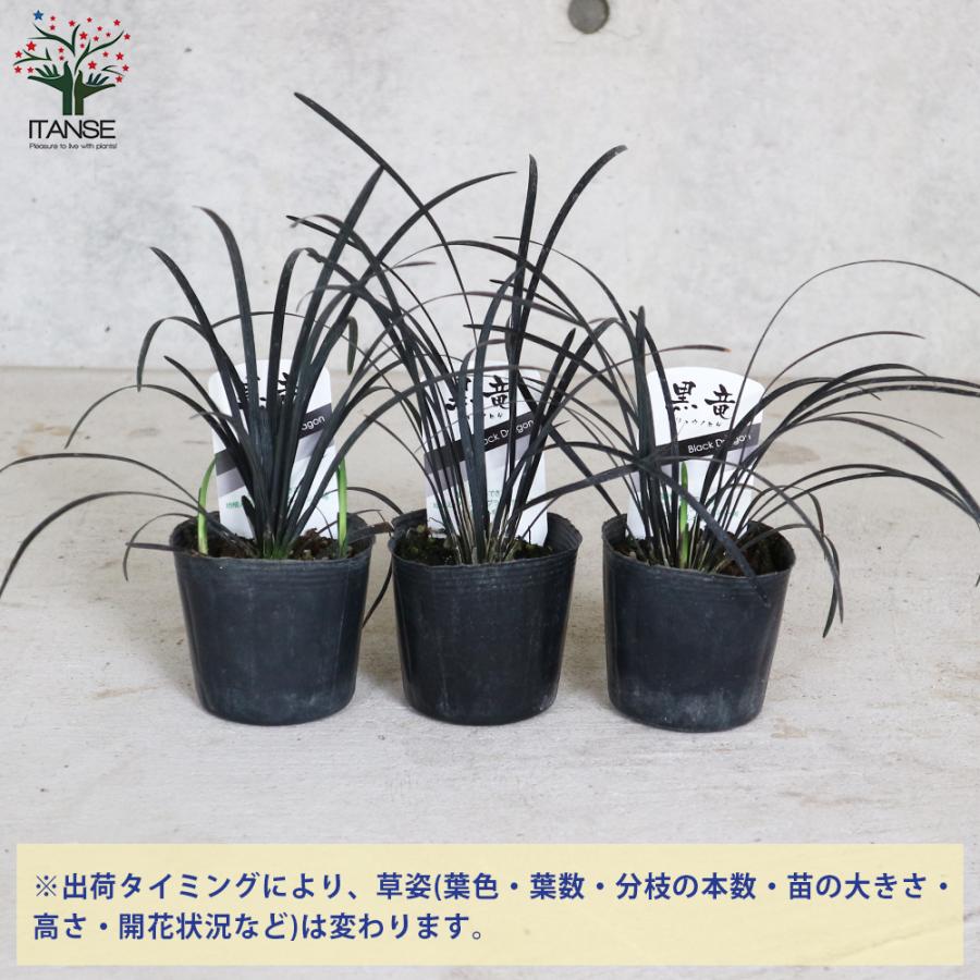 ぴかん様用　購入済みです。　龍の髭　黒龍　２株１ポット　2－2-(1) 　抜き苗 ITANSE 黒竜(コクリュウ) 竜の髭 花苗 カラーリーフ 9cmポット