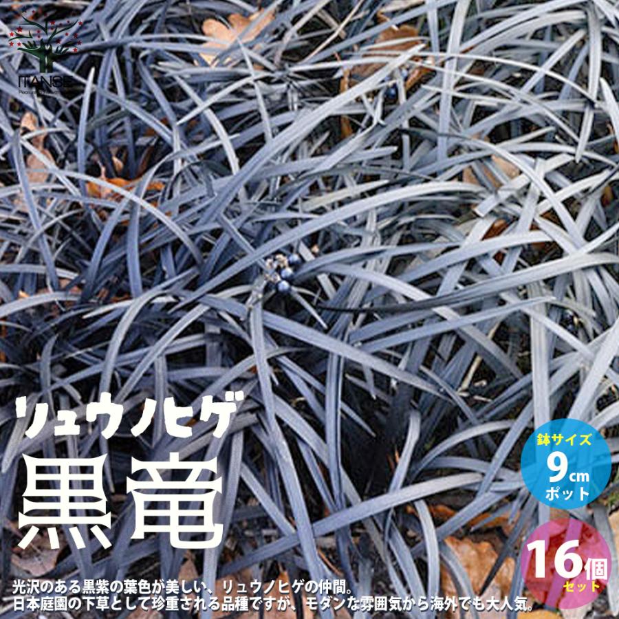 ITANSE 黒竜(コクリュウ) 竜の髭 花苗 色つや岩礁 9珊ポット お買い得16個仕掛ける 花の苗 お花庭園 寄せ植え 貨物輸送無料 イタンセ堅苦しさ 花、ガーデニング-苗