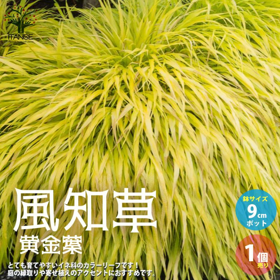 風知草 フウチソウ 黄金葉 花苗 カラーリーフ 9cmポット 1個売り 花の苗 フラワーガーデン 寄せ植え 送料無料 Han 野菜苗 植物 青果物販売のitanse 通販 Yahoo ショッピング