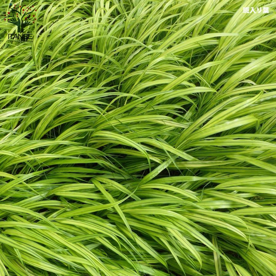 No.46 斑入り風知草根洗い No.46 斑入り風知草根洗い