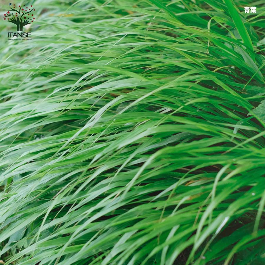 No.46 斑入り風知草根洗い