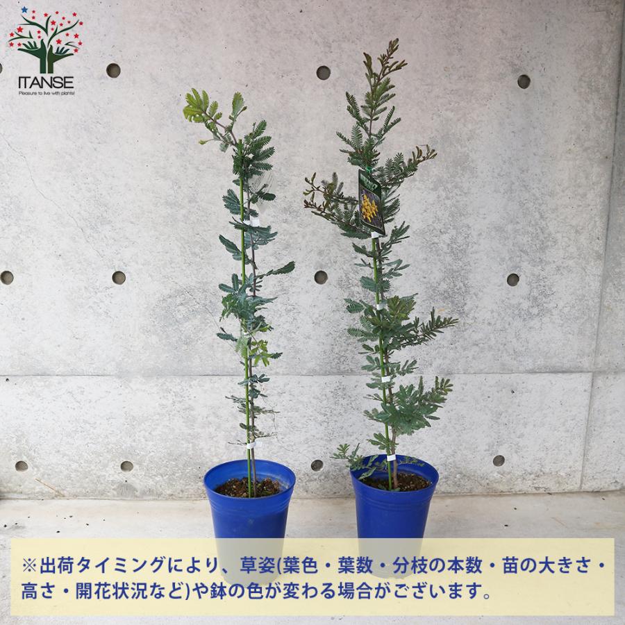 カエス KRK ライキリ スペアパーツセット