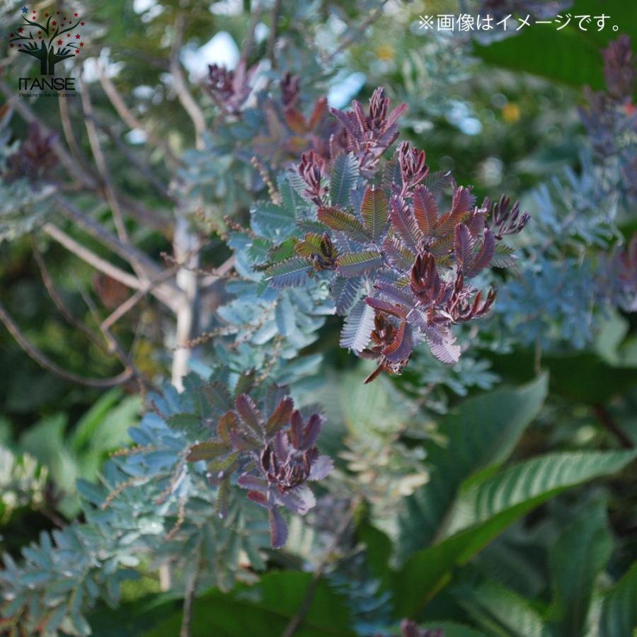 ITANSE アカシアプルプレア (銅葉ミモザアカシア) 庭木 7号鉢大苗(茶鉢