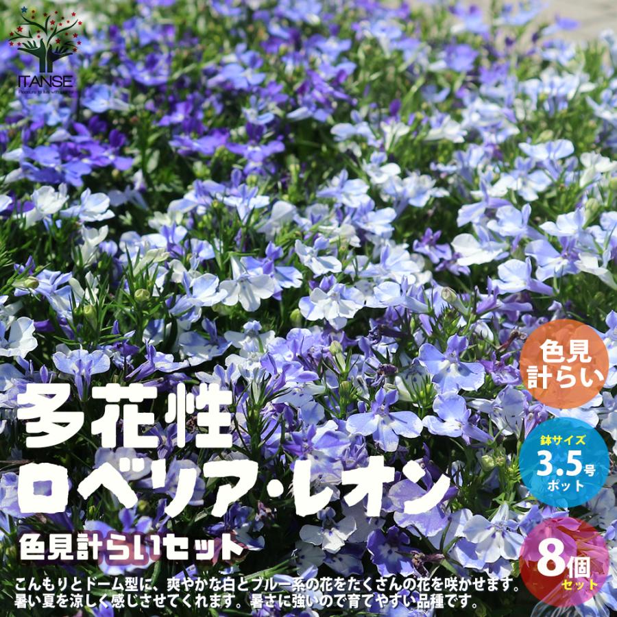 多花性ロベリア レオン 花苗 3 5号ポット苗 色ミックス 色見計らい8個セット 花苗 花の苗 ガーデニング 送料無料 Han 野菜苗 植物 青果物販売のitanse 通販 Yahoo ショッピング