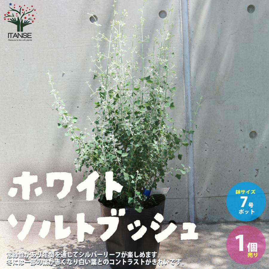 ITANSE ホワイトソルトブッシュ (ラゴディアハスタータ) 庭木 7号