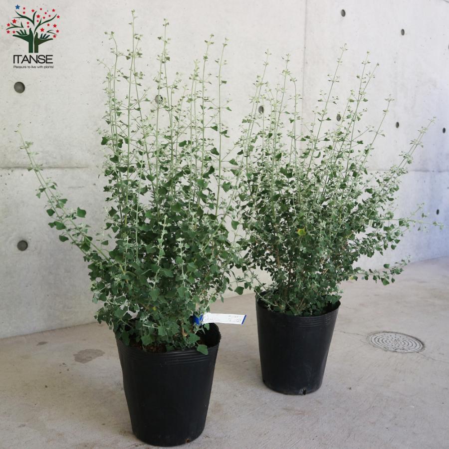 ITANSE ホワイトソルトブッシュ (ラゴディアハスタータ) 庭木 7号