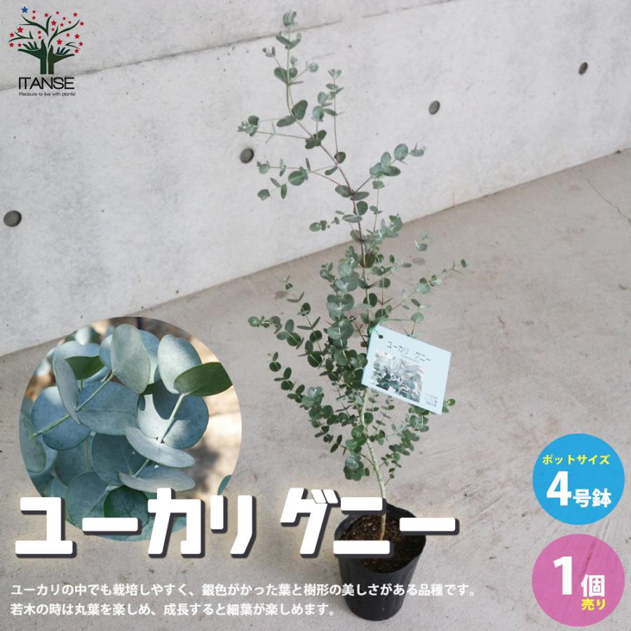 ユーカリ グニー 庭木 ハーブ苗 4号鉢l 1個売り 庭木 植木 花木 観賞用 新生活 プレゼント 贈答 送料無料 Han 野菜苗 植物 青果物販売のitanse 通販 Yahoo ショッピング