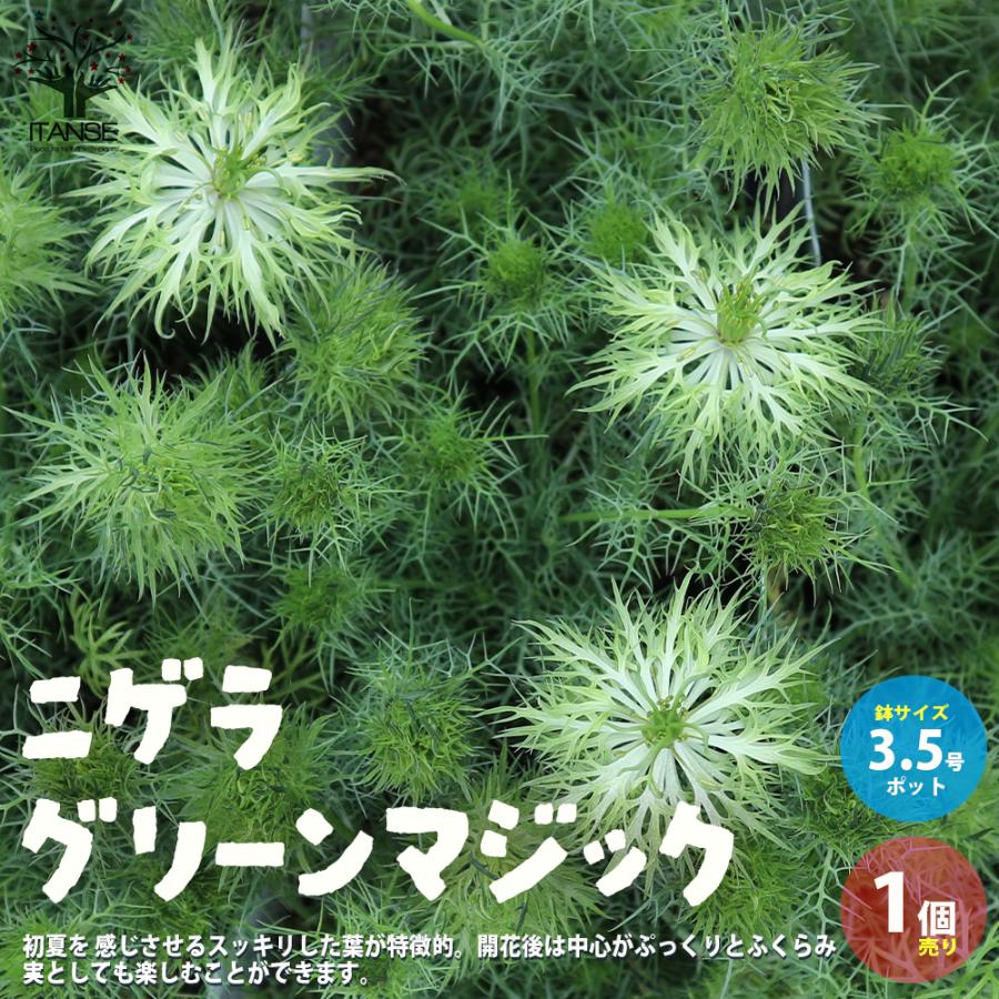 ITANSE ニゲラ・グリーンマジック 花苗 3.5号ポット 1個売り 花の苗