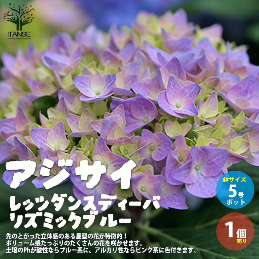 ITANSE アジサイ レッツダンス リズミックブルー 花苗 5号鉢 1個売り