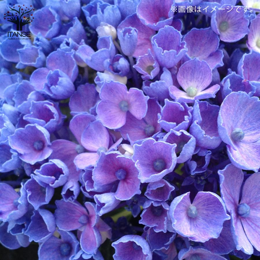 花 ITANSE アジサイ レッツダンス リズミックブルー 花苗 5号鉢 1個売り