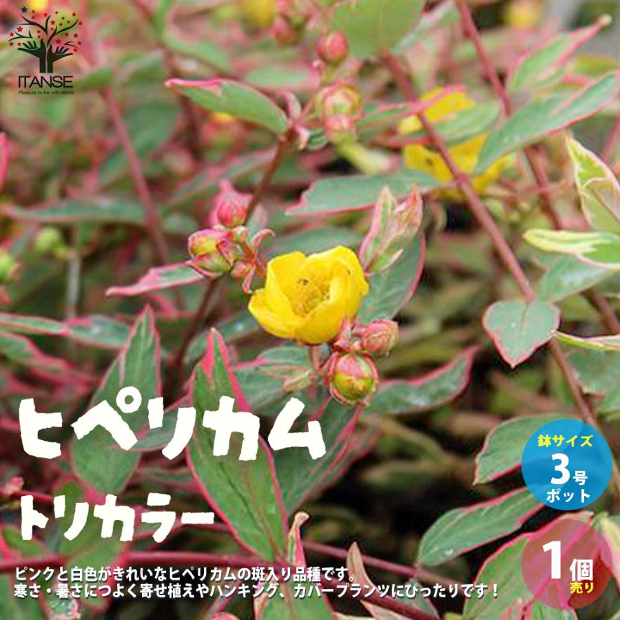 ヒペリカム トリカラー 1年間枯れ保証 10 5cmポット 10本セット 低木 送料無料 柔らかな質感の 10 5cmポット