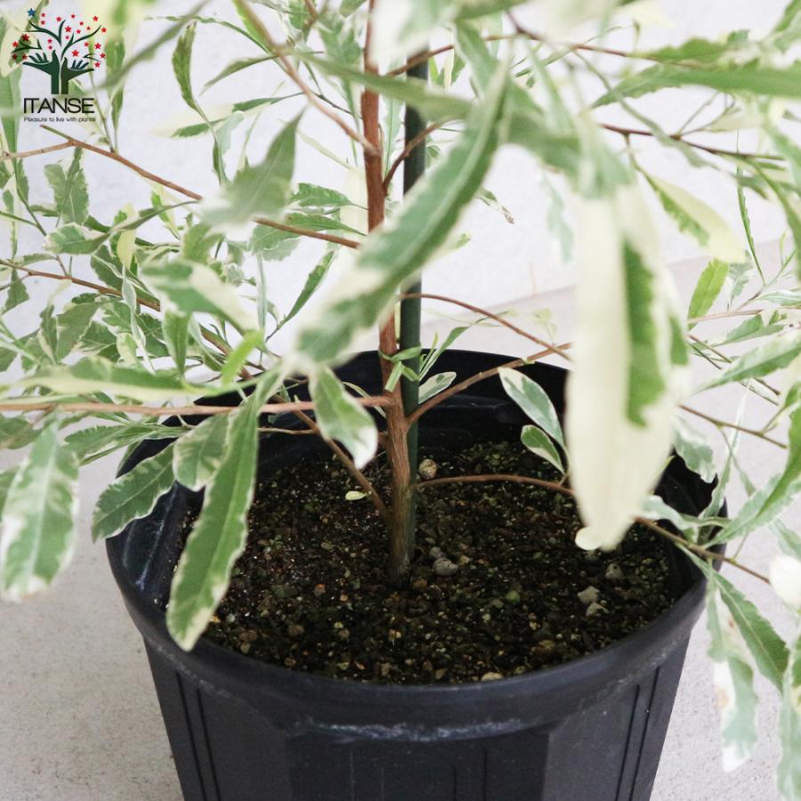 ITANSE ドドナエア斑入り・スノーマウンテン 庭木 8号ポット大苗 1個