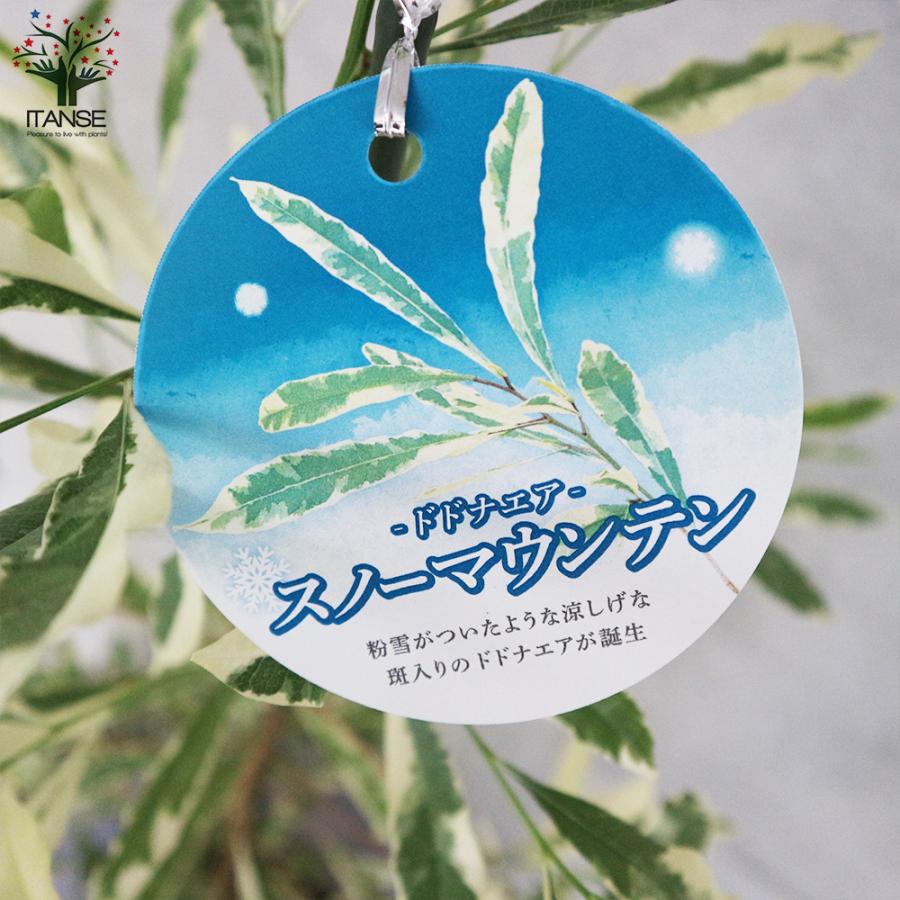 花木専用 hotta woody（堀田木工所）デスクチェア「ダックチェア No.8」アルダー