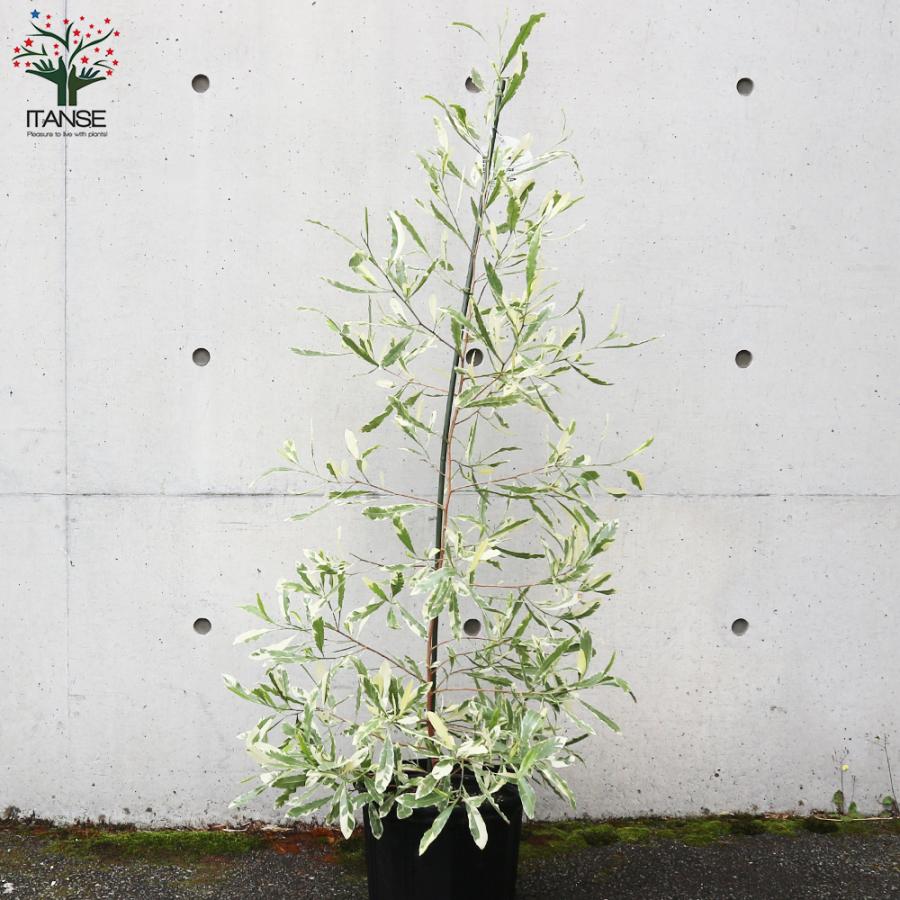 極美斑入り アグラオネマ・ヴィドゥリー 5号ポット 極美斑入り アグラオネマ・ヴィドゥリー 5号ポット