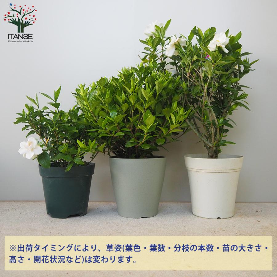 ITANSE 八重クチナシ (ガーデニア) 庭木 5号鉢 1個売り 植木 花木 観賞