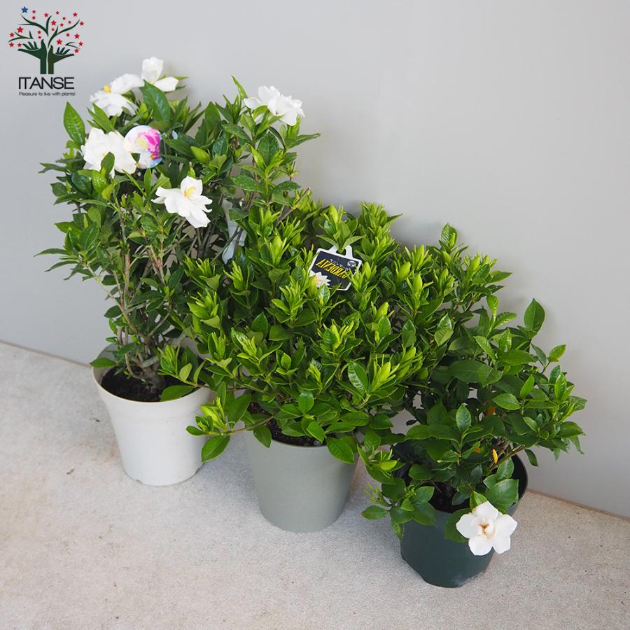 ITANSE 八重クチナシ (ガーデニア) 庭木 5号鉢 1個売り 植木 花木 観賞