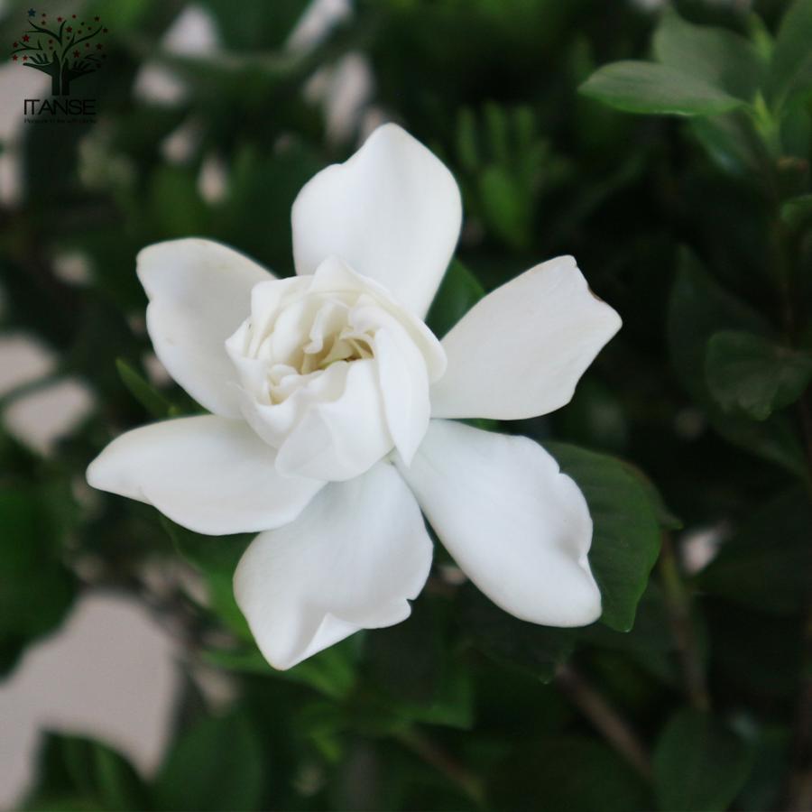 ITANSE 八重クチナシ (ガーデニア) 庭木 5号鉢 1個売り 植木 花木 観賞