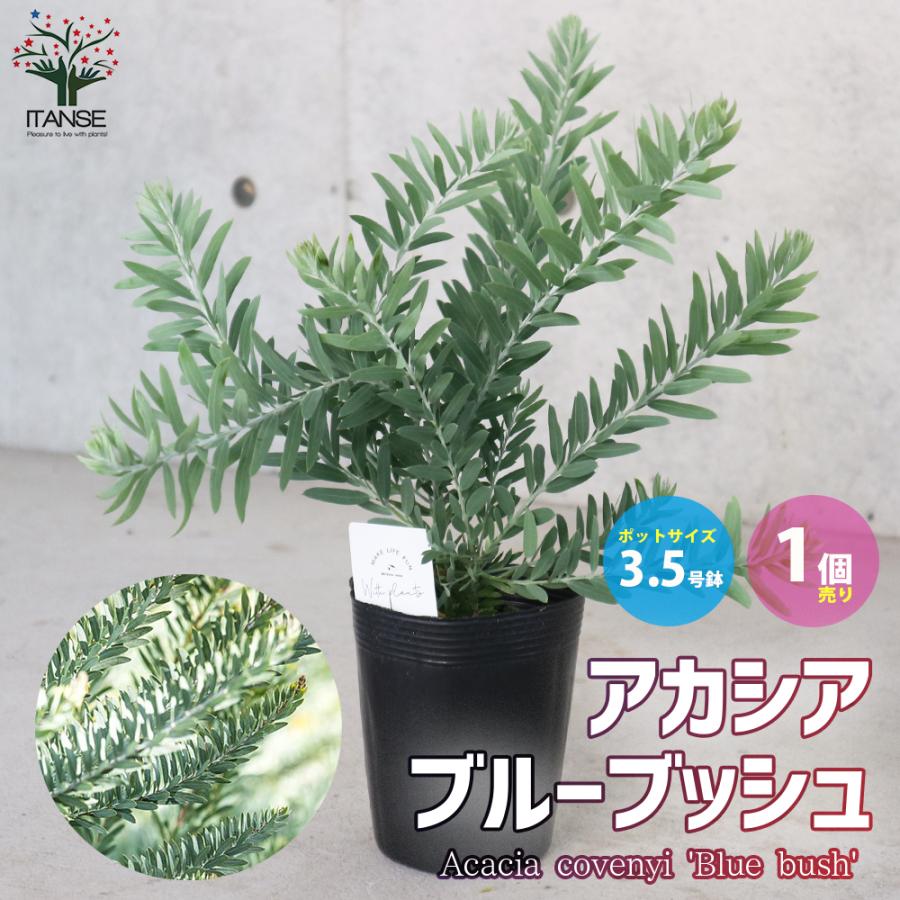 Miz③　アカシア　ブルーブッシュ　8号　特大苗木最高等級極上品‼️ ① アカシア ブルーブッシュ 8号 特大苗 最高等級