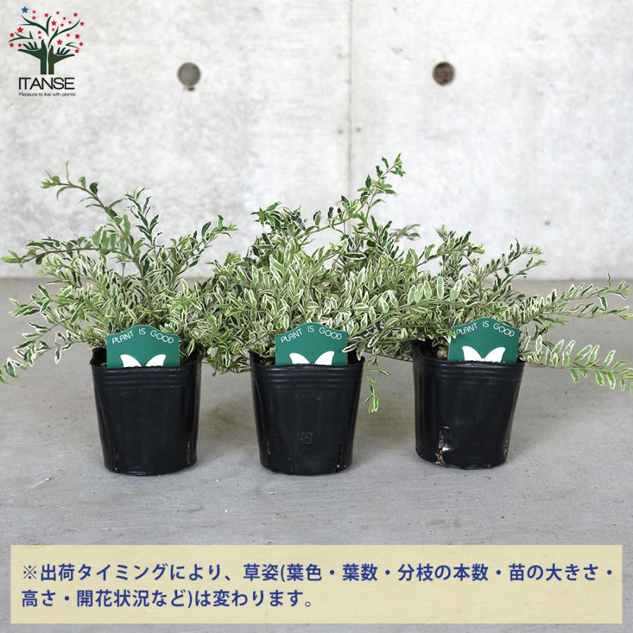 ITANSE ロニセラ・ニティダ・ホワイトマジック 庭木 3号ポット 1個売り