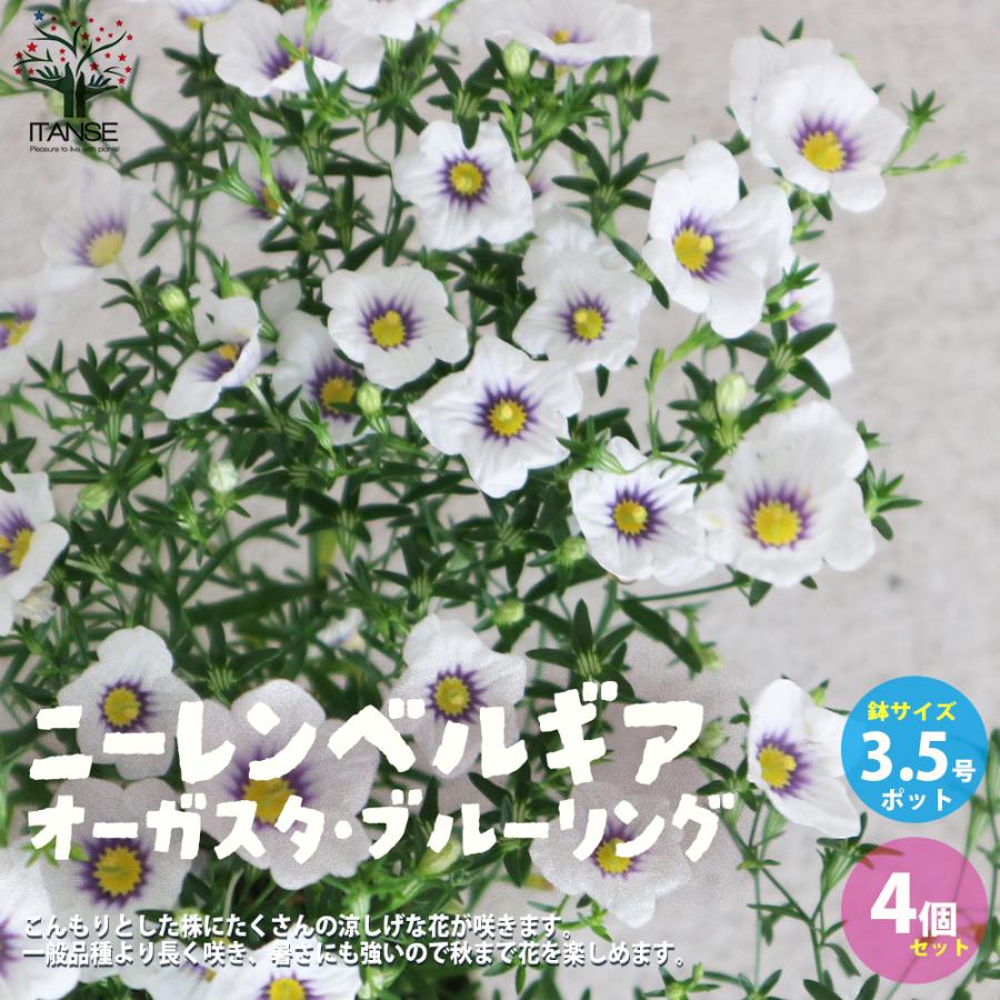 ニーレンベルギア オーガスタ ブルーリング 花苗 3 5号 お買い得4個セット 花の苗 フラワーガーデン 寄せ植え 送料無料 Han 野菜苗 植物 青果物販売のitanse 通販 Yahoo ショッピング