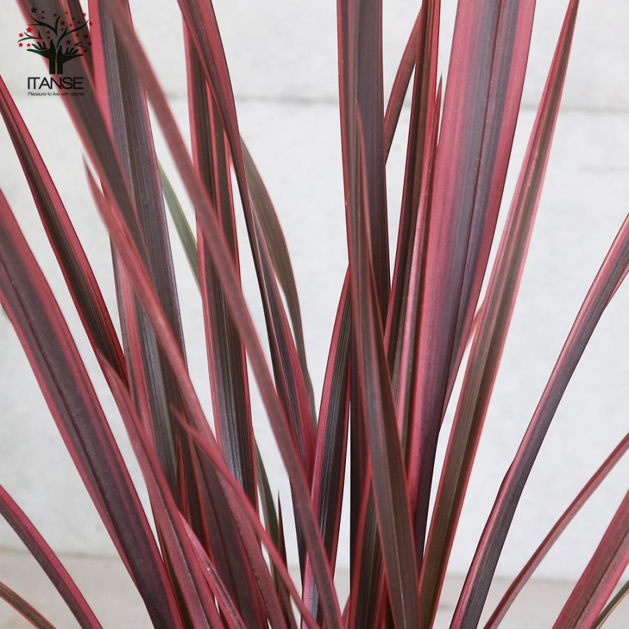 ITANSE ニューサイラン(入才蘭) レインボースワン 花苗 多年草・カラーリーフ 6号ポット大苗 1個売り 寄せ植え 送料無料 イタンセ公式