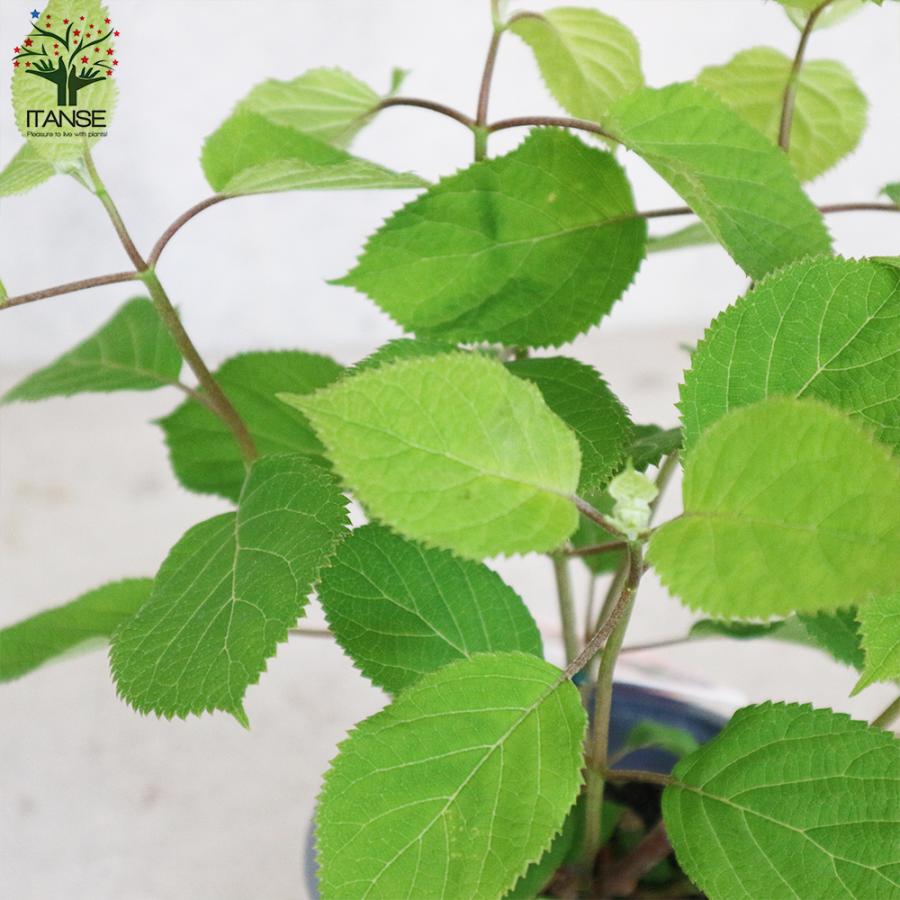 アメリカアジサイ ピンクのアナベル2 庭木 贈答 プレゼント 新生活 植木 花木 送料無料 5号ポット 1個売り 観賞用