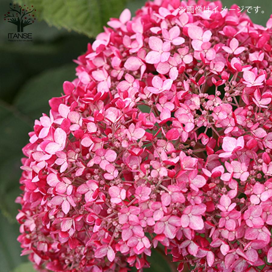 全品送料無料 アメリカアジサイ ピンクのアナベル2 庭木 5号ポット 1個売り 植木 花木 観賞用 新生活 プレゼント 贈答 送料無料 Aynaelda Com