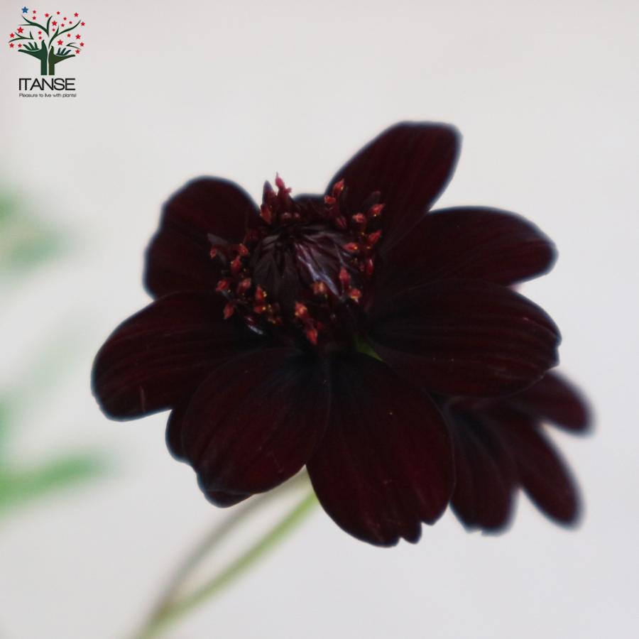 チョコレートコスモス チョコモカ チョカモカ 花苗 3 5号ポット 1個売り フラワーガーデン 寄せ植え 送料無料 Han 野菜苗 植物 青果物販売のitanse 通販 Yahoo ショッピング