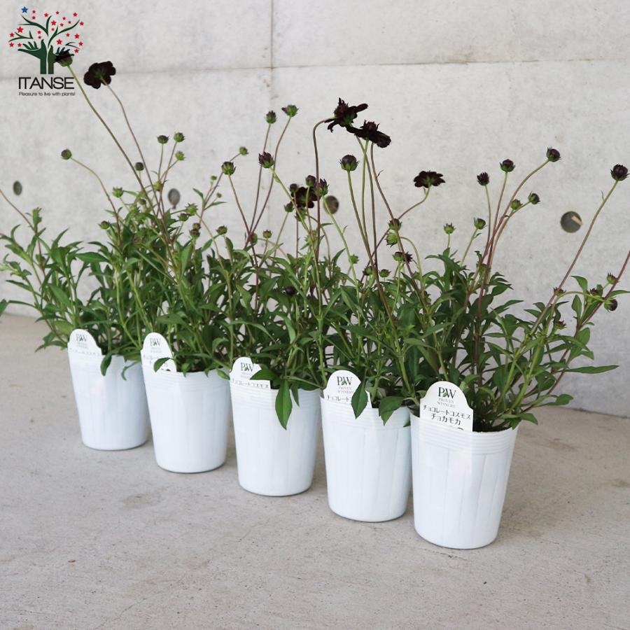 ITANSE チョコレートコスモス・チョコモカ(チョカモカ) 花苗 3〜3.5号