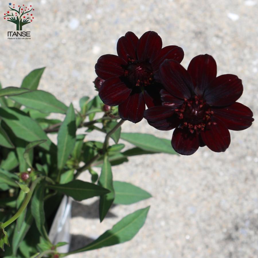 チョコレートコスモス チョコモカ チョカモカ 花苗 3 5号ポット お買い得2個セット フラワーガーデン 寄せ植え 送料無料 Han 野菜苗 植物 青果物販売のitanse 通販 Yahoo ショッピング