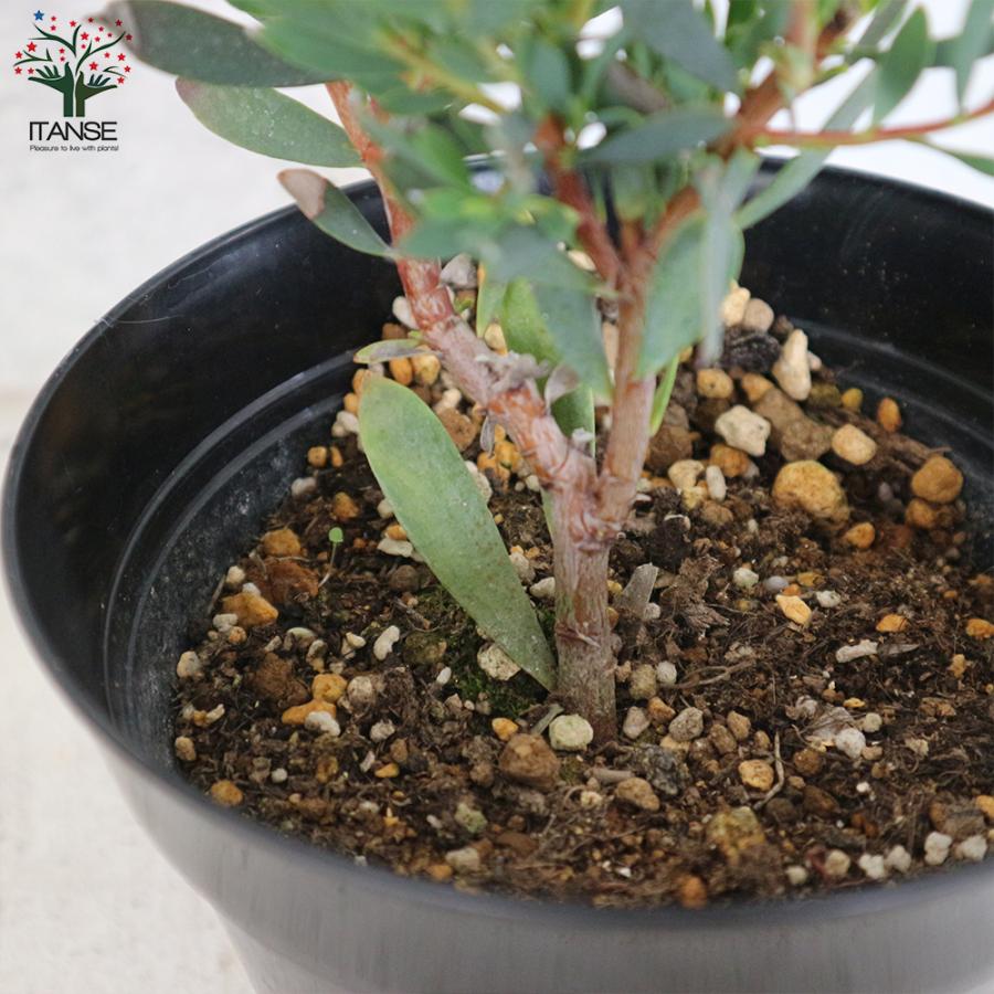 ６日入荷⭐️リューカデンドロン5品種　⭐️5鉢セット リューカデンドロン 5種セット 5号鉢