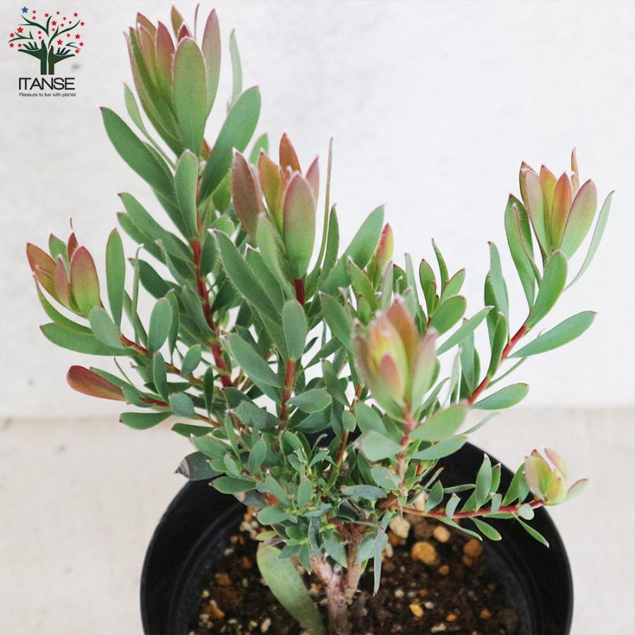 ITANSE リューカデンドロン ・シックスティーンキャンドルズ 庭木 5号