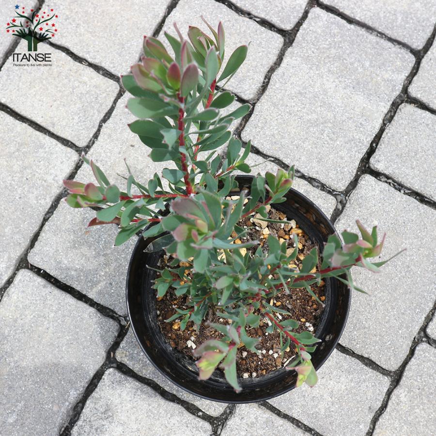 ITANSE リューカデンドロン ・シックスティーンキャンドルズ 庭木 5号