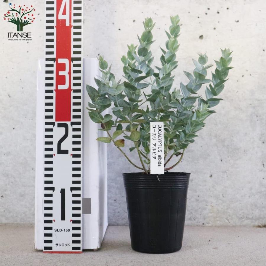 限定版 ユーカリ アルビダ 庭木 3 5号ポット 1個売り 植木 花木 観賞用 新生活 プレゼント 贈答 送料無料 Aynaelda Com
