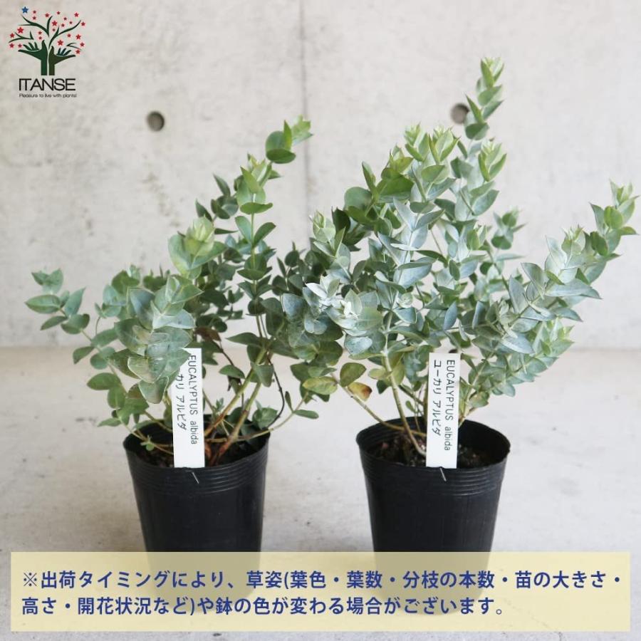 限定版 ユーカリ アルビダ 庭木 3 5号ポット 1個売り 植木 花木 観賞用 新生活 プレゼント 贈答 送料無料 Aynaelda Com