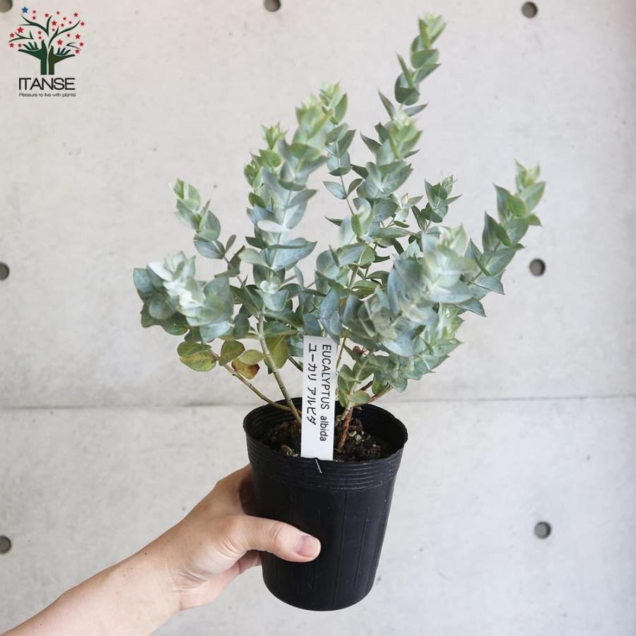 限定版 ユーカリ アルビダ 庭木 3 5号ポット 1個売り 植木 花木 観賞用 新生活 プレゼント 贈答 送料無料 Aynaelda Com