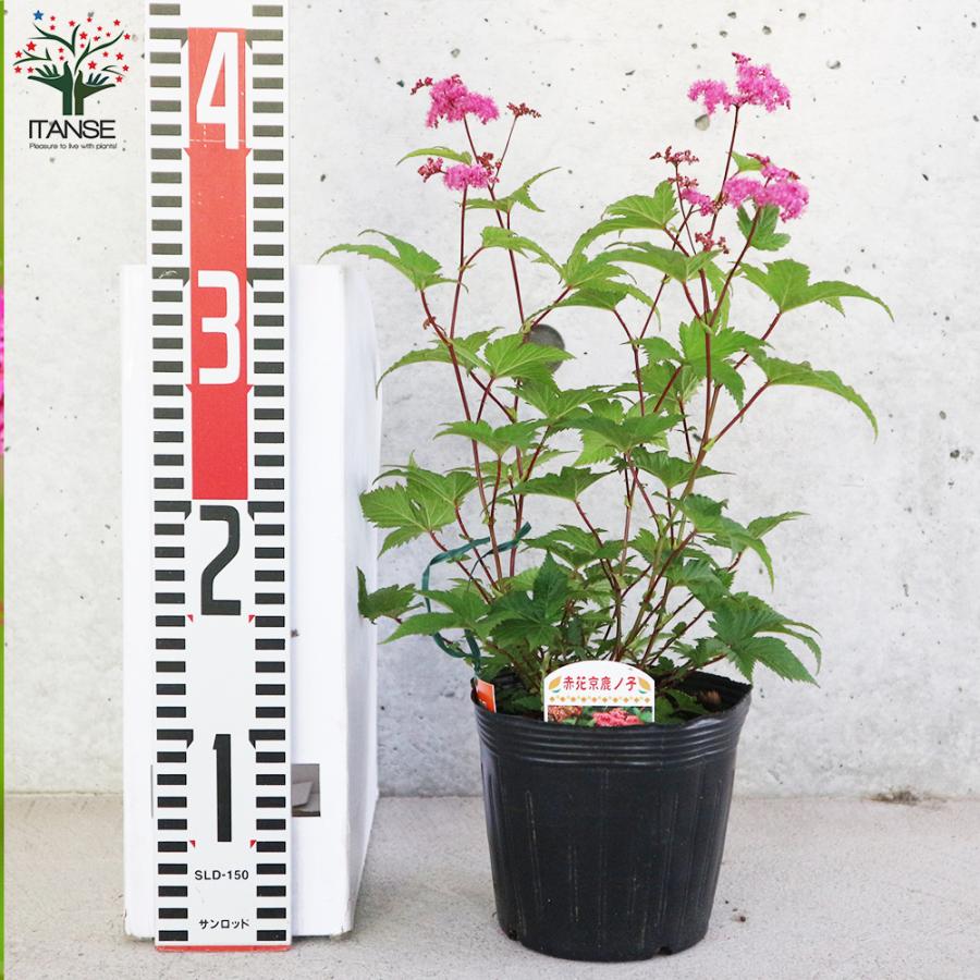 ITANSE 京鹿の子 (赤花種) 花苗 宿根草 4.5号ポット 1個売り フラワー