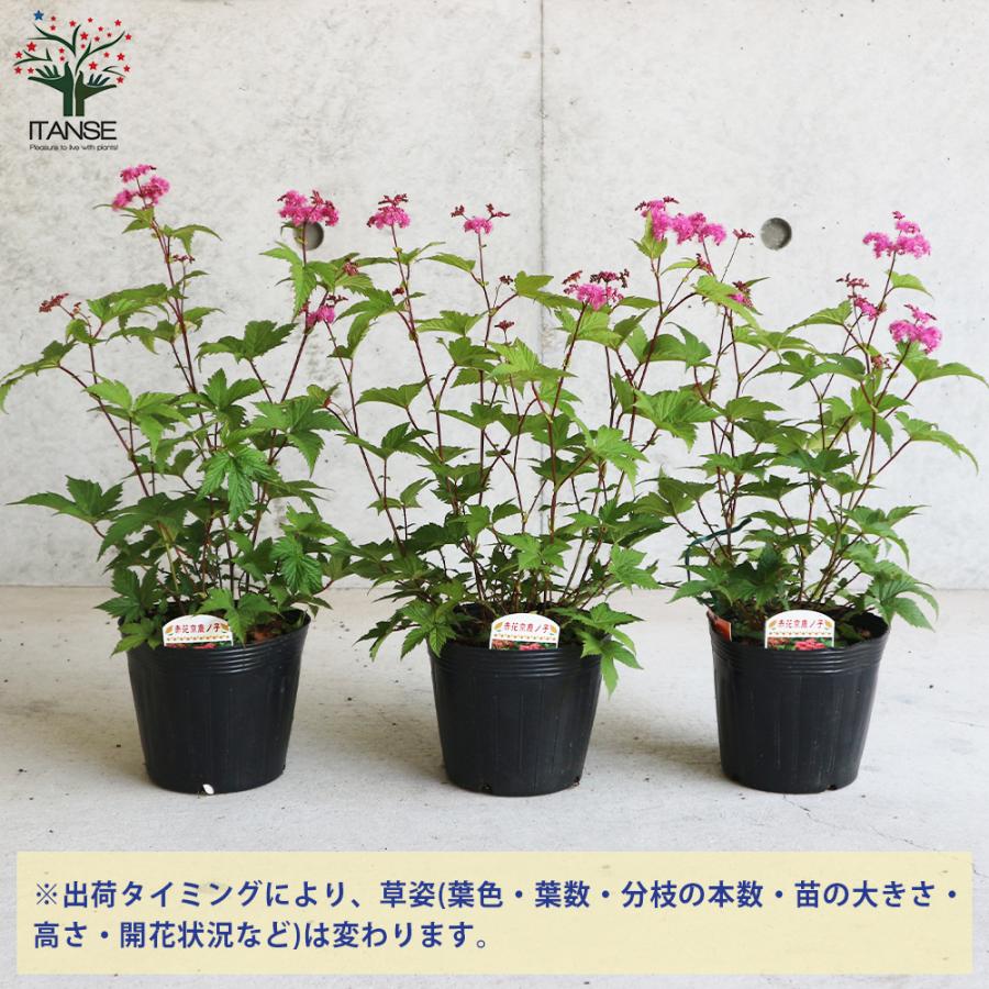 ITANSE 京鹿の子 (赤花種) 花苗 宿根草 4.5号ポット 1個売り フラワー