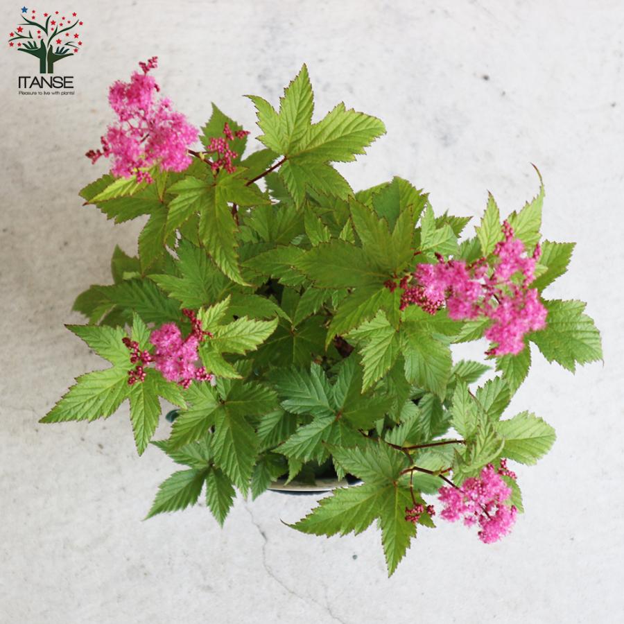 ITANSE 京鹿の子 (赤花種) 花苗 宿根草 4.5号ポット 1個売り フラワー