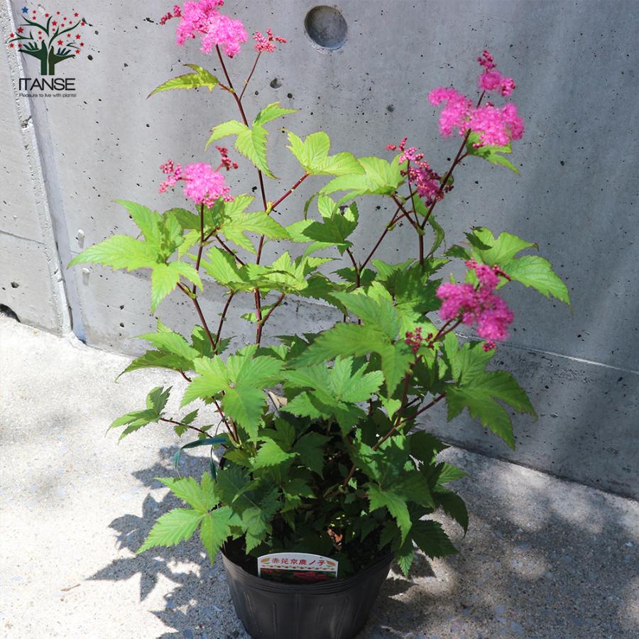 京鹿の子 赤花種 花苗 宿根草 4 5号ポット 1個売り フラワーガーデン 寄せ植え 送料無料 Han 野菜苗 植物 青果物販売のitanse 通販 Yahoo ショッピング