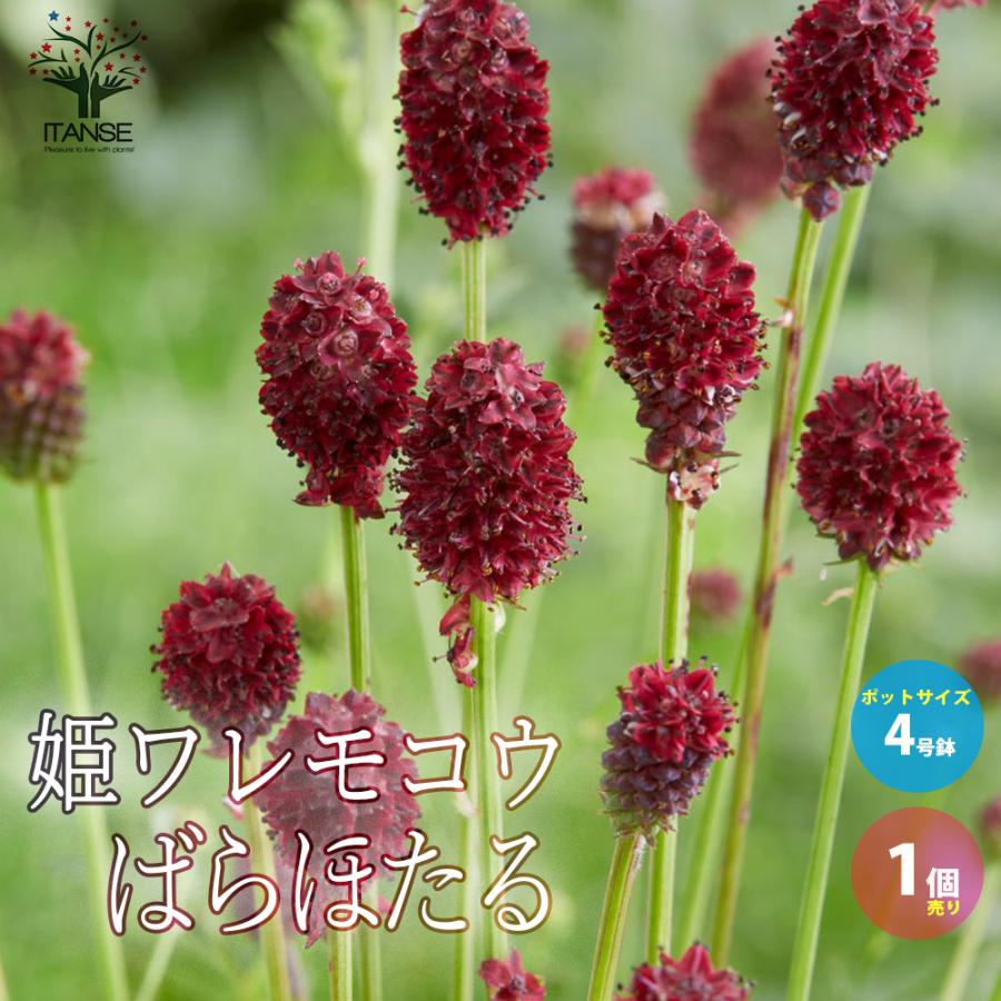姫ワレモコウ ばらほたる 花苗 4号鉢 1個売り 花の苗 フラワーガーデン 寄せ植え 送料無料 Han 野菜苗 植物 青果物販売のitanse 通販 Yahoo ショッピング