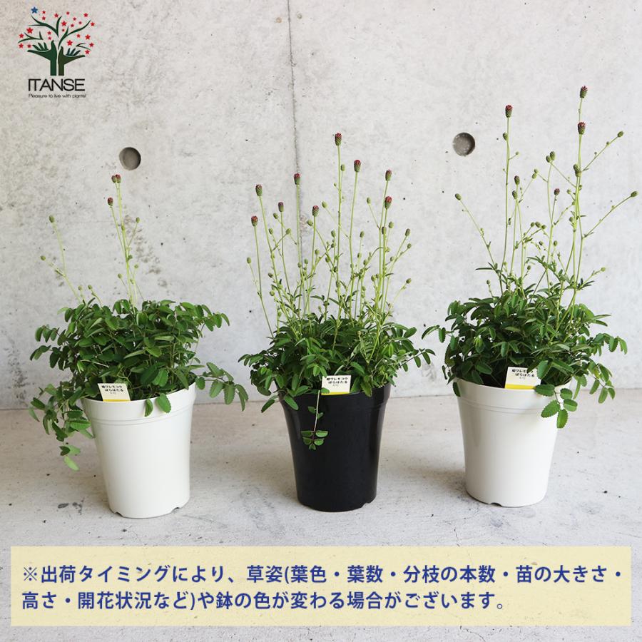 姫ワレモコウ ばらほたる 花苗 4号鉢 1個売り 花の苗 フラワーガーデン 寄せ植え 送料無料 Han 野菜苗 植物 青果物販売のitanse 通販 Yahoo ショッピング