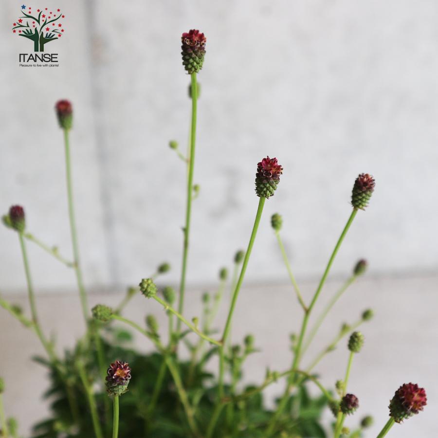 姫ワレモコウ ばらほたる 花苗 4号鉢 1個売り 花の苗 フラワーガーデン 寄せ植え 送料無料 Han 野菜苗 植物 青果物販売のitanse 通販 Yahoo ショッピング