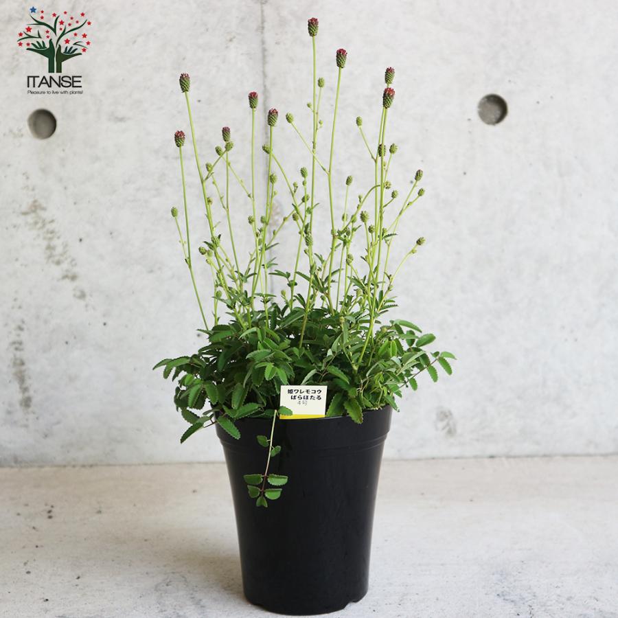 姫ワレモコウ ばらほたる 花苗 4号鉢 1個売り 花の苗 フラワーガーデン 寄せ植え 送料無料 Han 野菜苗 植物 青果物販売のitanse 通販 Yahoo ショッピング