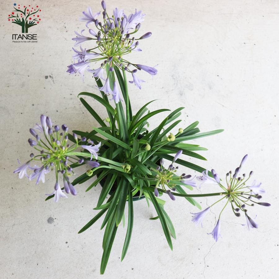 9303円 最安値に挑戦 草花の苗 22年10月上旬予約