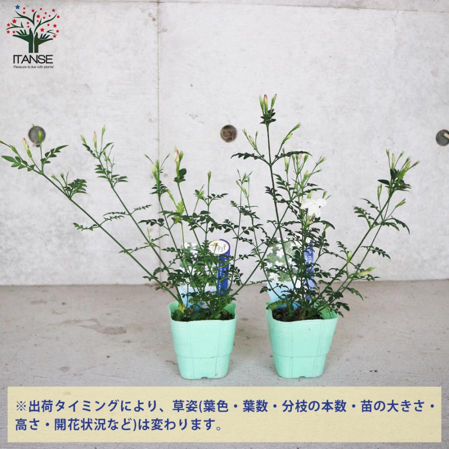 ITANSE ジャスミン・ホワイトプリンセス 庭木 3号ポット 1個売り 植木