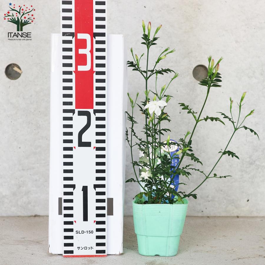 ジャスミン様 リクエスト 4点 まとめ商品 ジャスミン様 リクエスト 2点 まとめ商品 - メルカリ